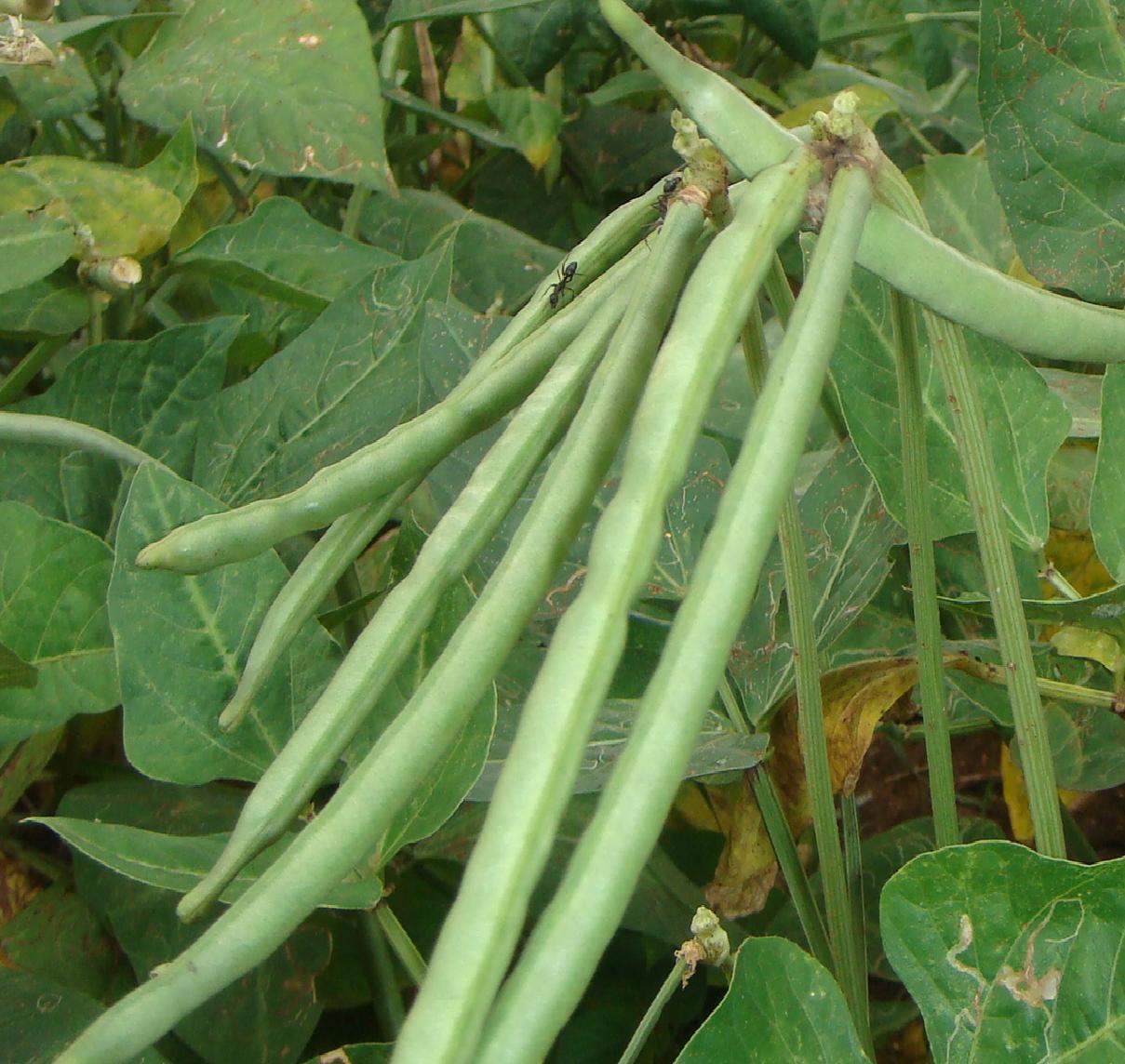 Cowpea