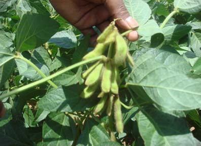 Soybean