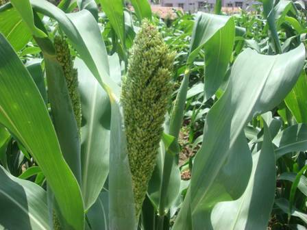 sorghum0001