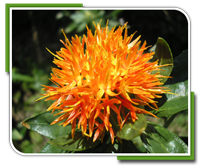 Safflower