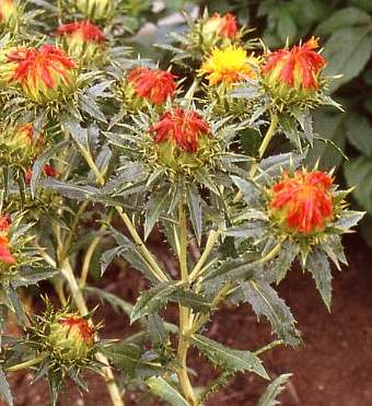 How T Grow Safflower From Seed With Update, Carthamus Tinctorius