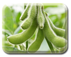 Soybean