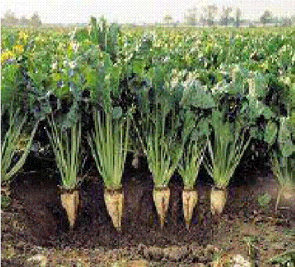 Sugarbeet0009