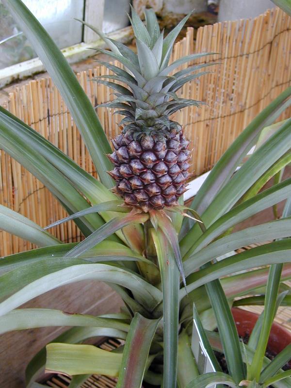 Succulents-Pineapple
