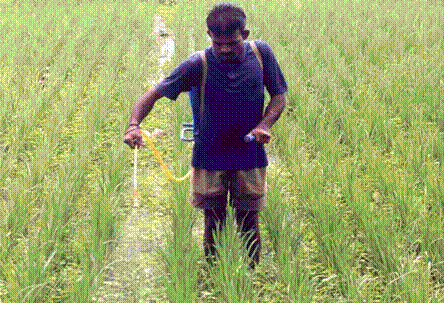 rice herbicide weed management application emergence