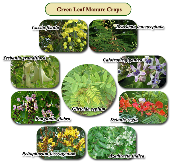 Major Areas Green Manuring Agronomy Of Green Manure