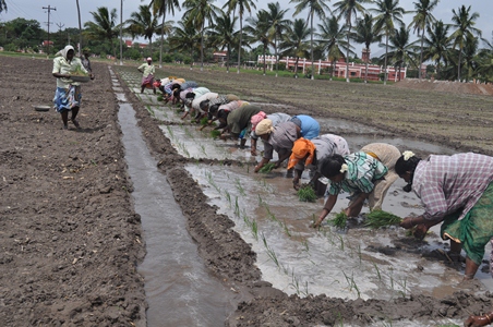 transplanting