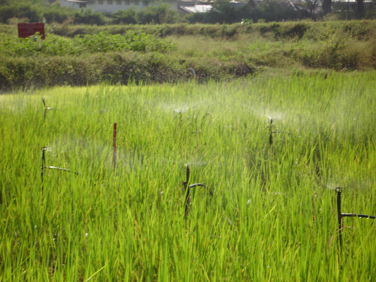 micro irrigation