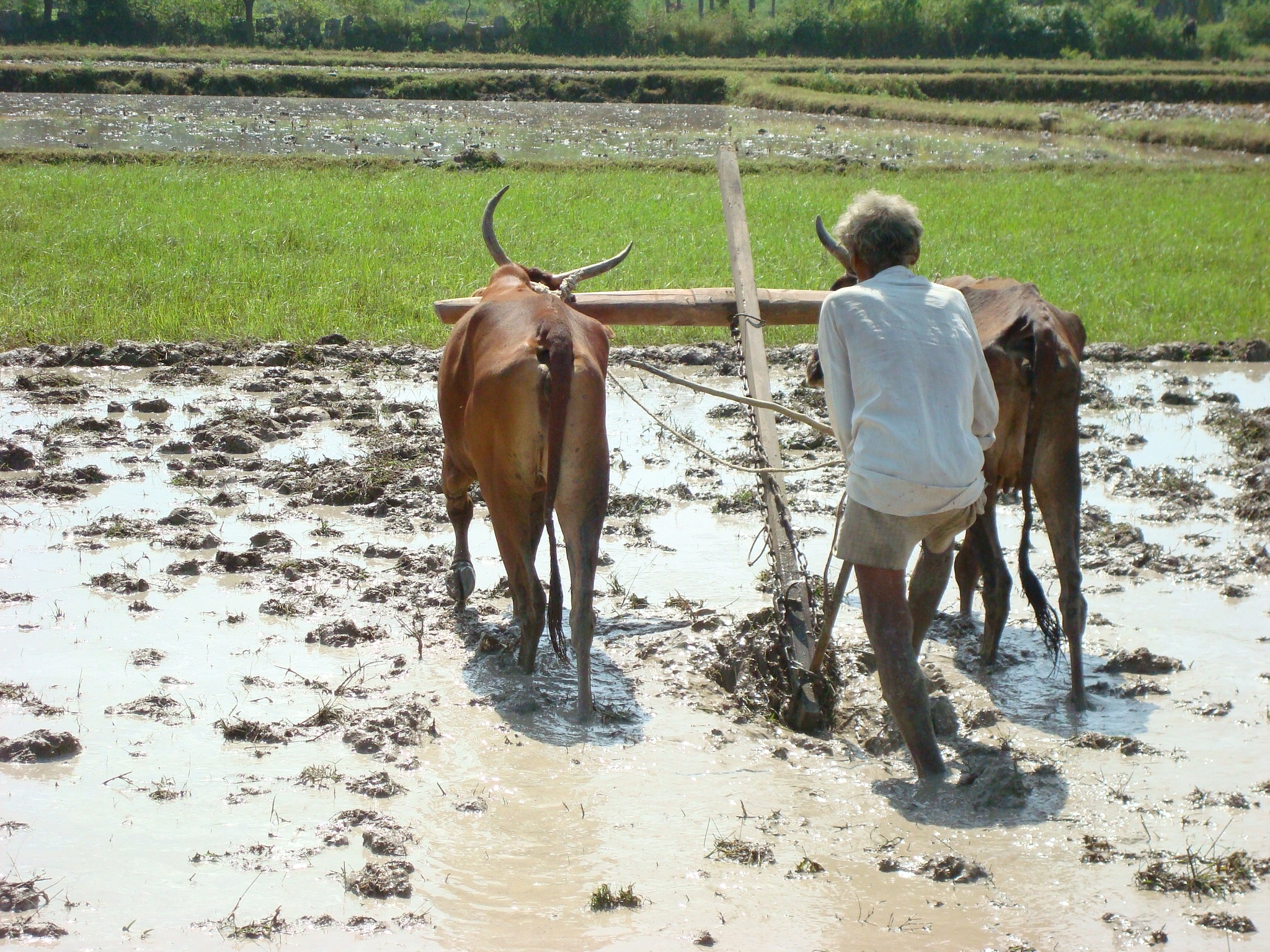 Land Preparation
