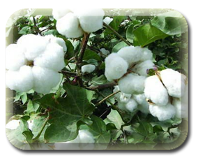 Cotton