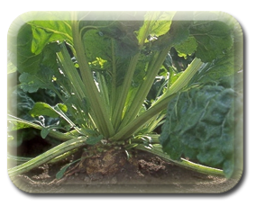 sugarbeet