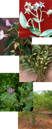 Green Manure