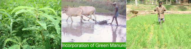 Green Manure