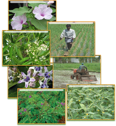 Green Manure