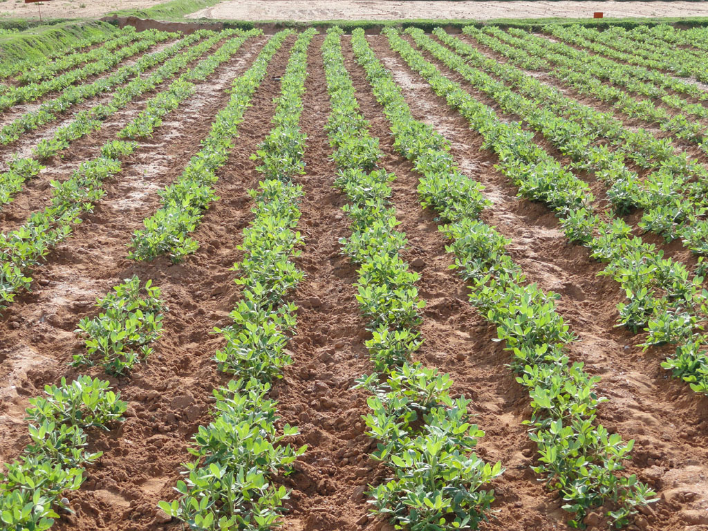 Weed Management :: Groundnut