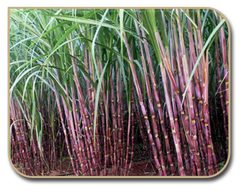 Sugarcane