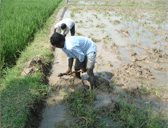 Tillage