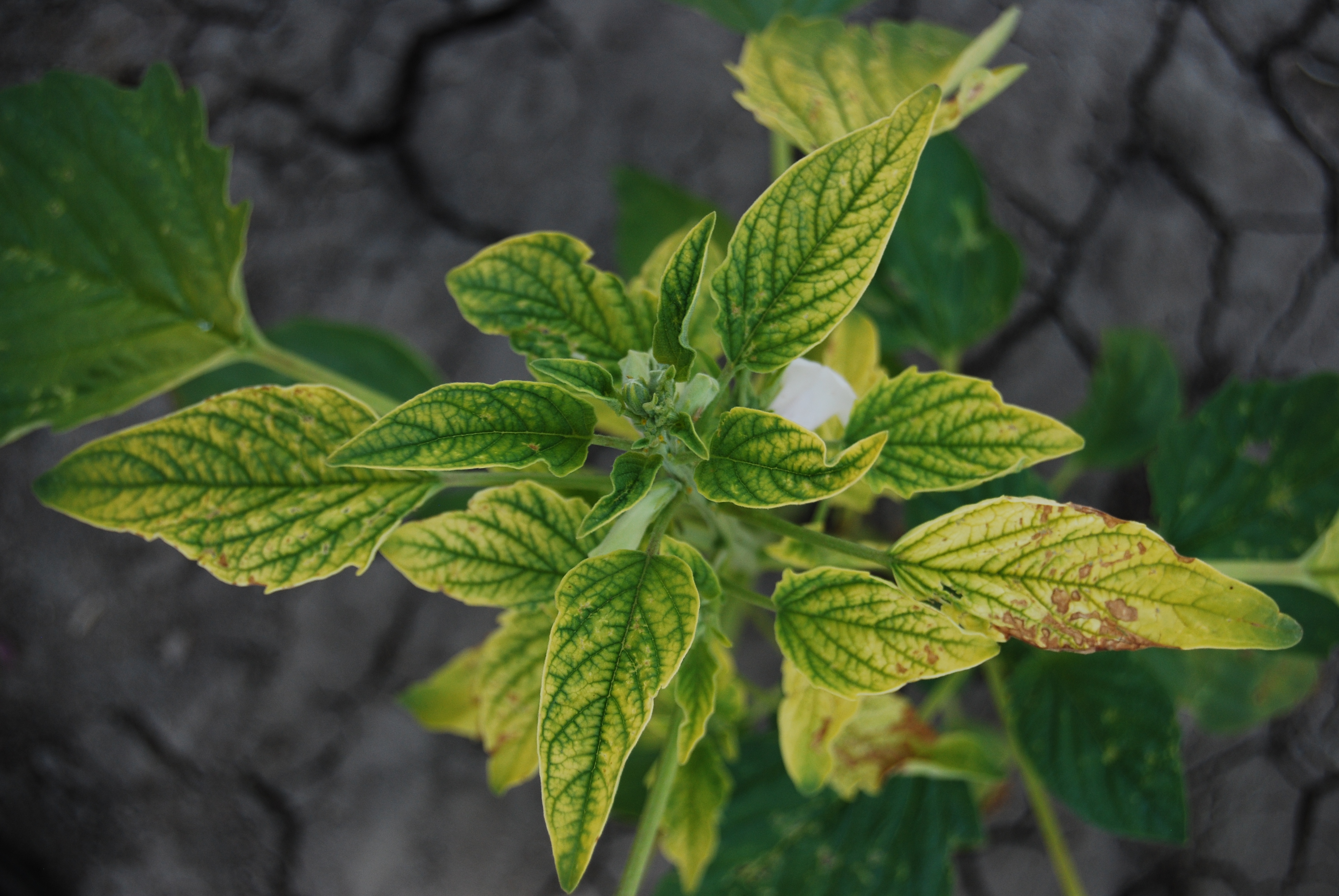 Zinc Nutrient Deficiency In Plants