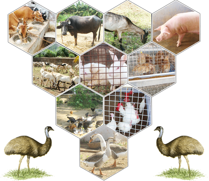 Animal Husbandry :: Home Animal Husbandry :: Home