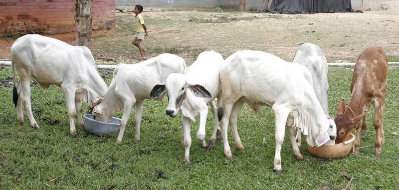 Cattle_calf management