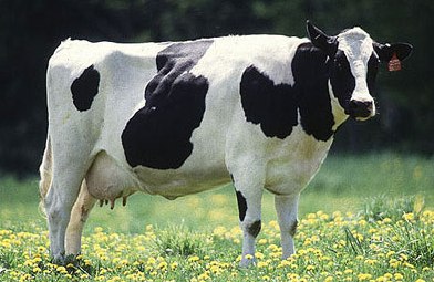 Cow