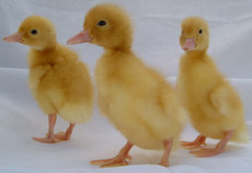 Ducklings-2