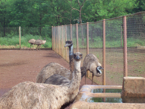 Emu Feeding