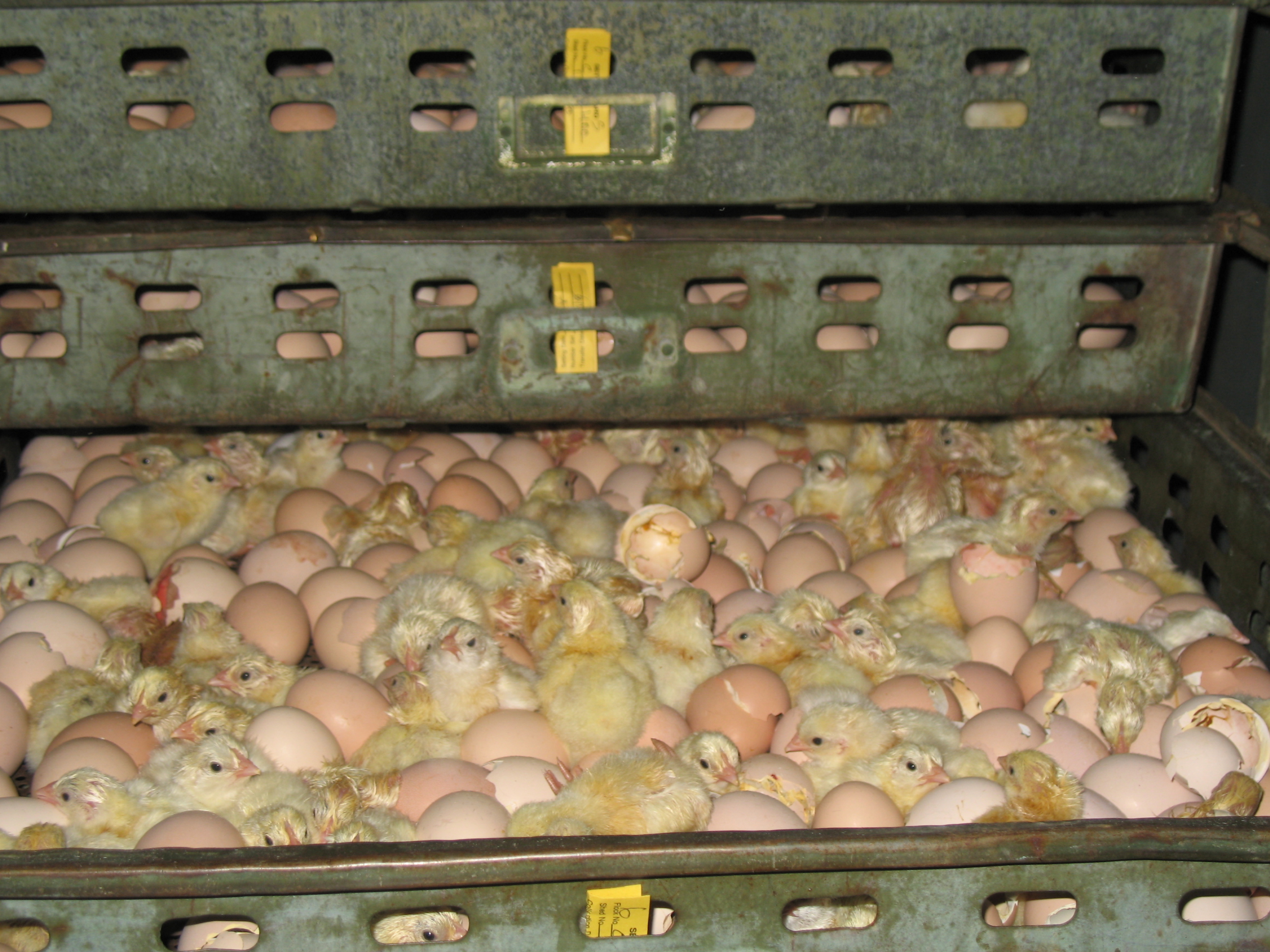 Chicken Hatchery