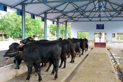 Livestock:: Buffalo:: HousingAnimal Husbandry ::buffalo housing