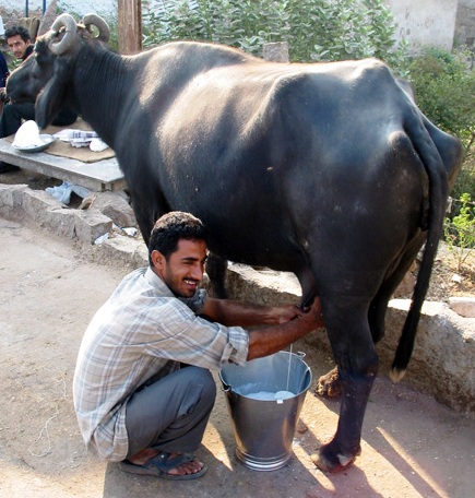 milkman