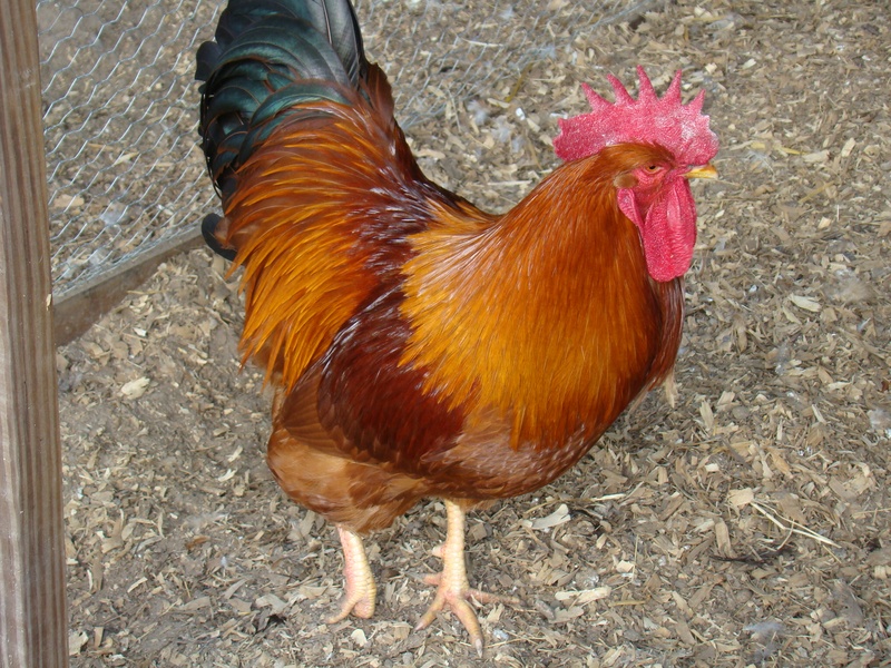 Poultry :: Chicken :: Breeds of Chicken