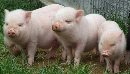 piglets