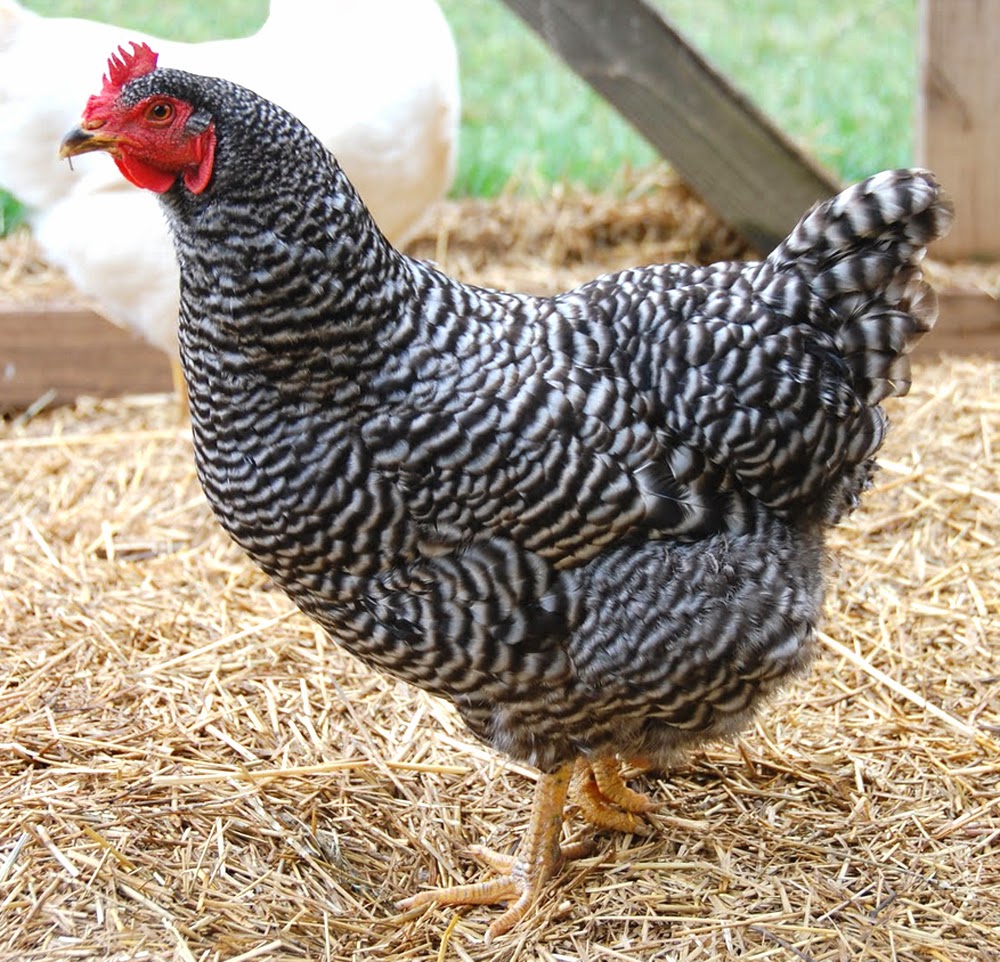 Poultry :: Chicken :: Breeds of Chicken