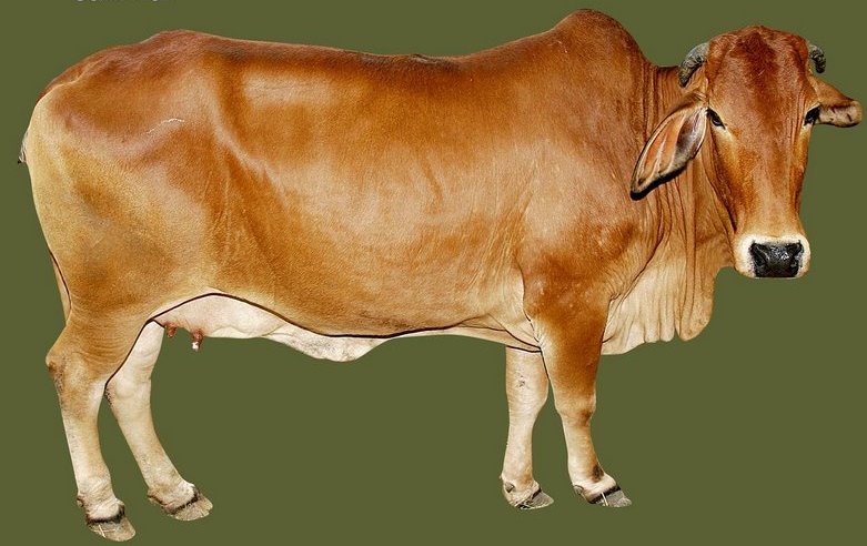 [http://www.agritech.tnau.ac.in/animal_husbandry/images/sahiwal_cow.jpg]