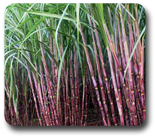 sugarcrops