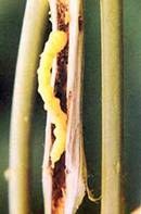 Grub of girdle beetle