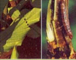 borer dichocrocis