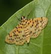 AaConogethes_punctiferalis
