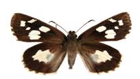Hesperiidae_Udaspes_folus