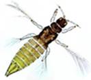 Heliohaem_sm