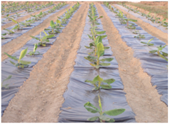 Drip Irrigation