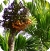 Arecanut