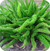 Asparagus