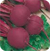 Beet Root