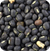 Blackgram