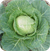 Cabbage