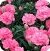 Carnation