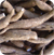 Cassava