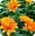 Chrysanthemum