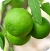 Citrus